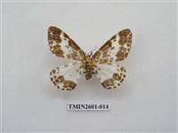 藏品(尺蛾115)的圖片